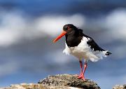 Austernfischer - Eurasian Oystercatcher  (Haematopus ostralegus)